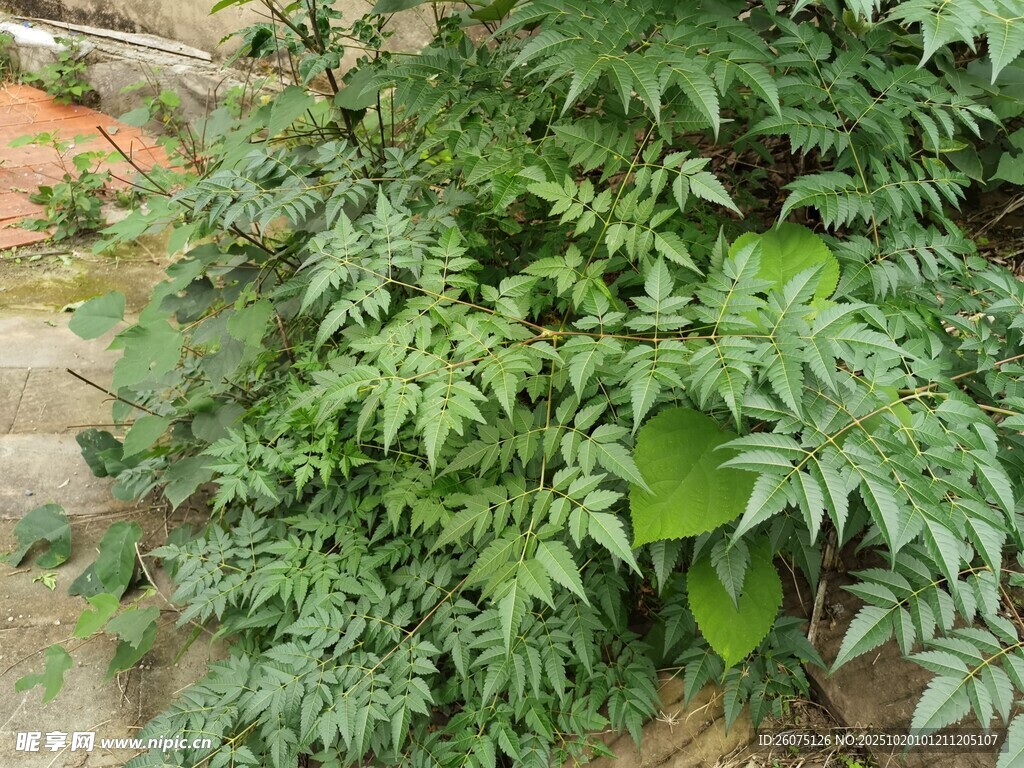 茂盛绿植叶片翠绿繁茂