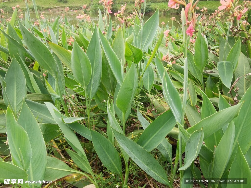田野中的绿色植物与花卉