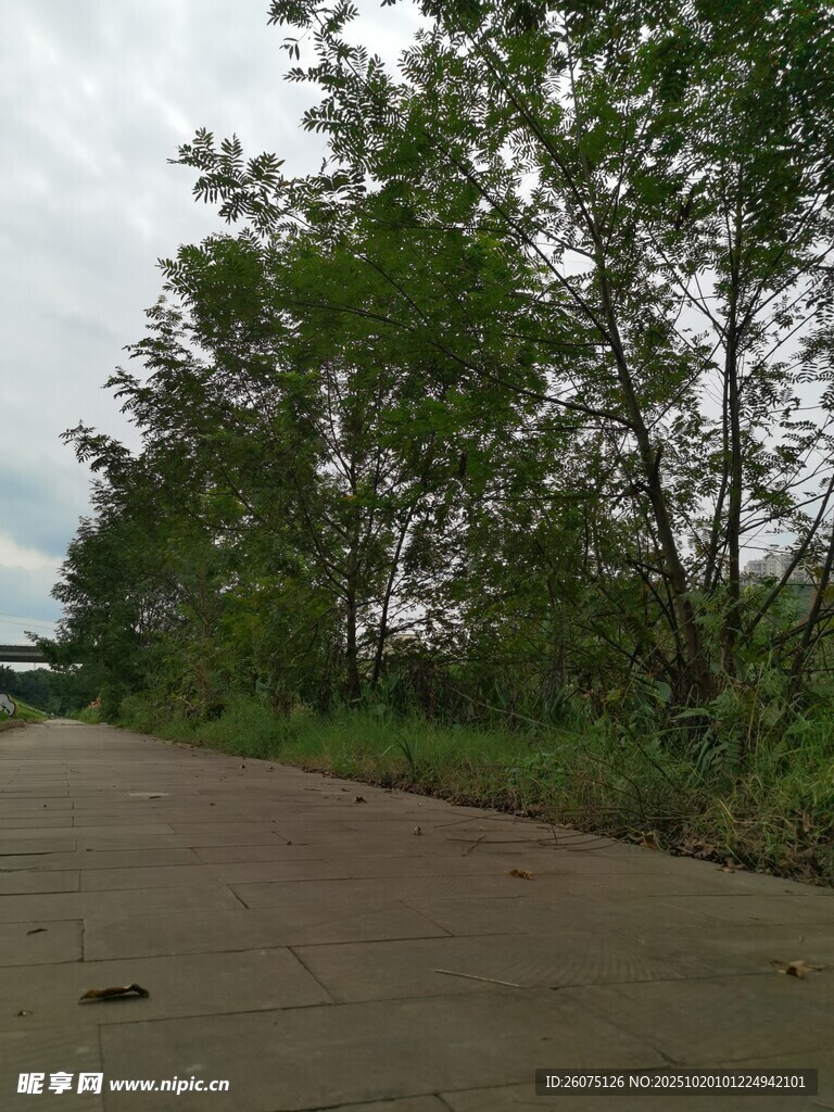 乡间水泥路旁的葱郁树木