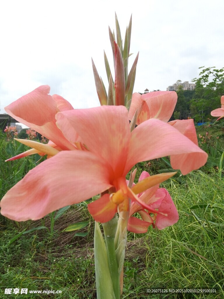 娇艳粉色美人蕉花朵