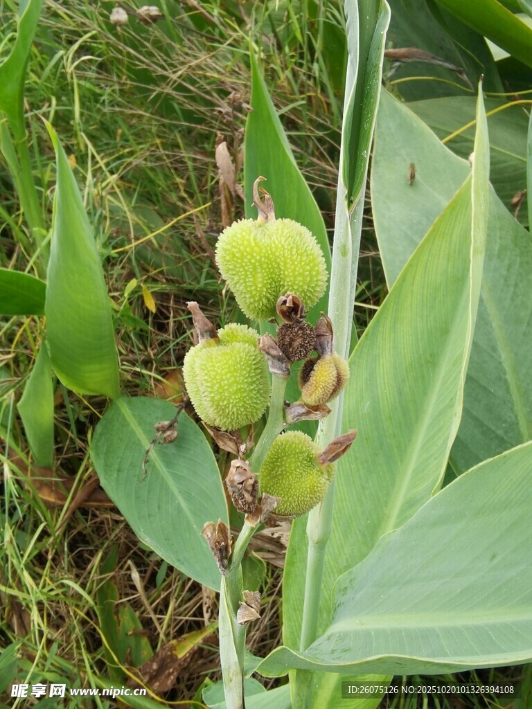 绿色植物上的青涩果实