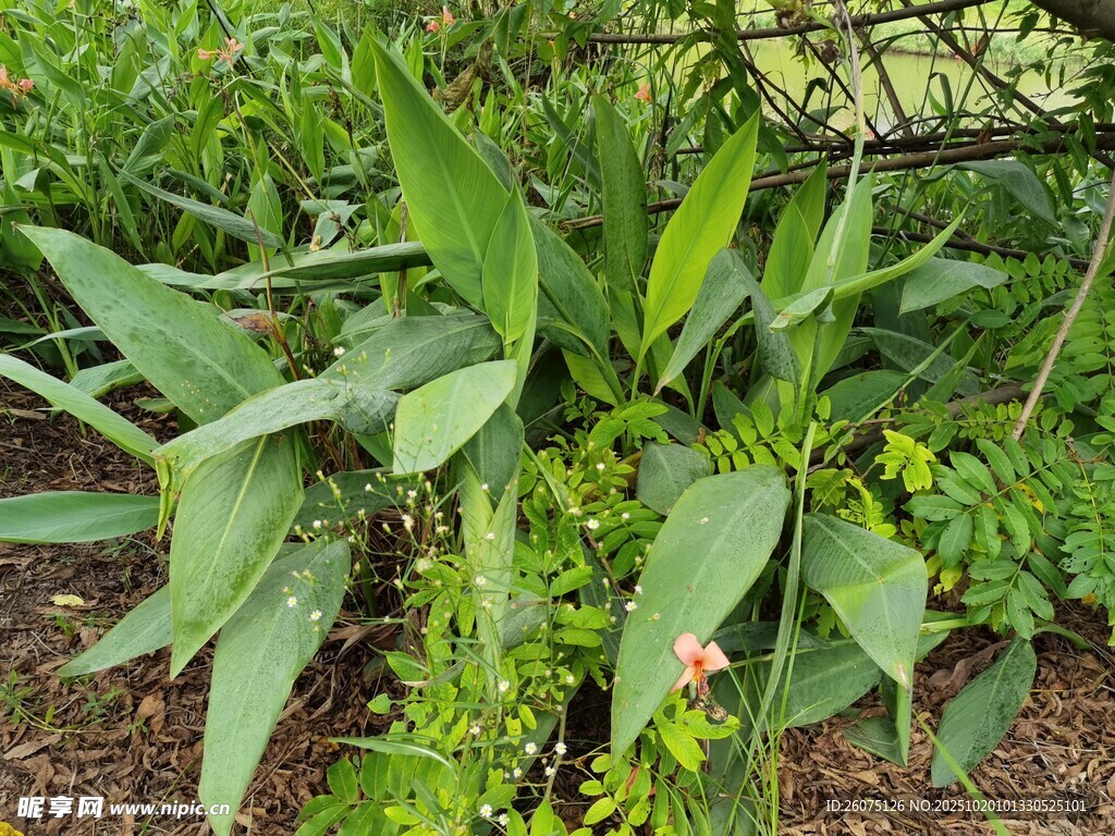 绿叶繁茂的植物景观