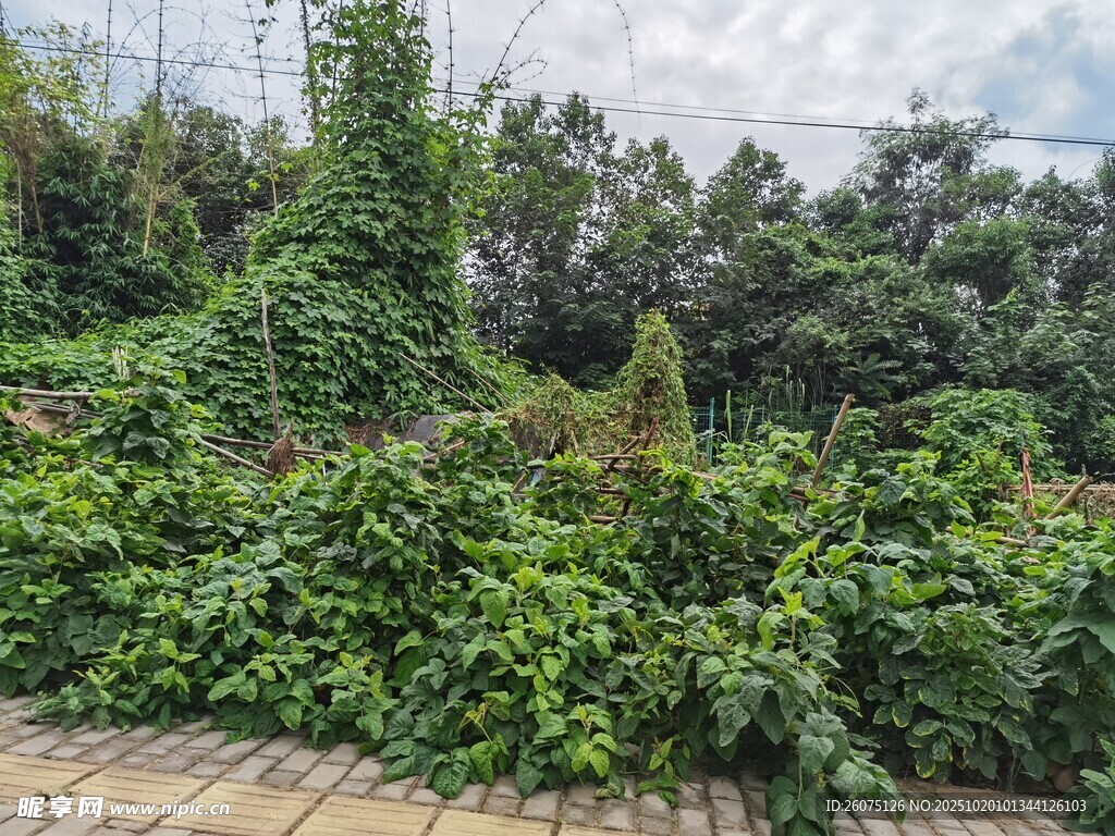 繁茂绿植覆盖的户外场景