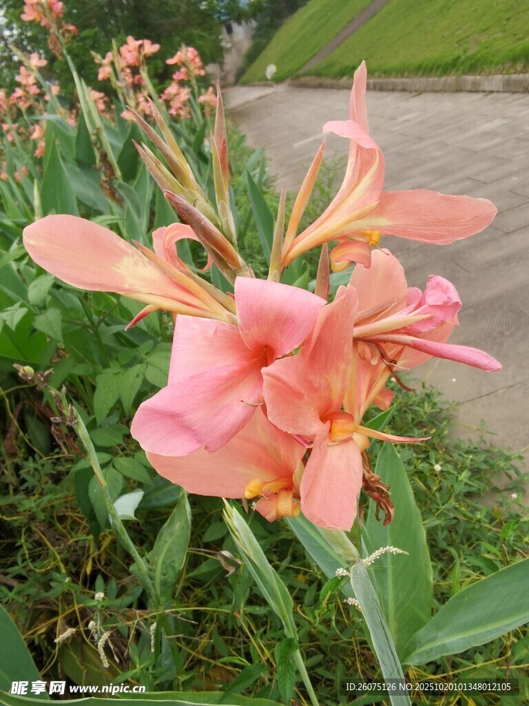 娇艳粉色美人蕉绽放