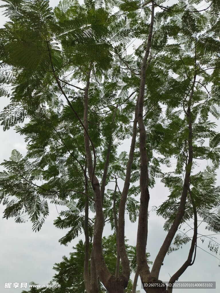 高大繁茂的绿树