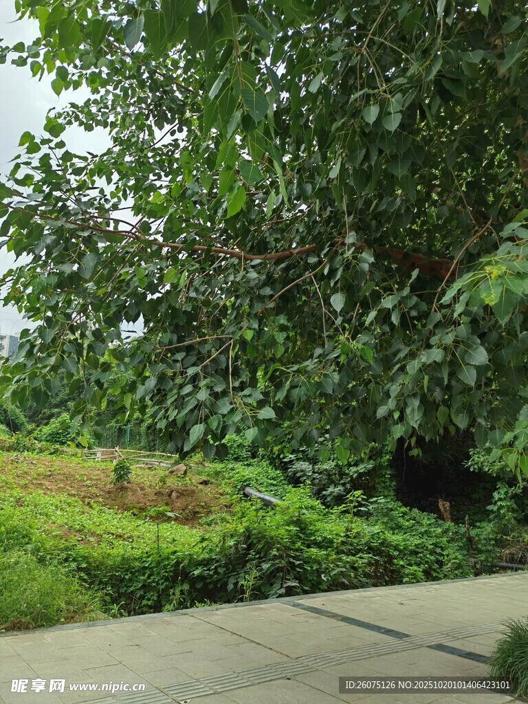 绿意盎然的户外自然场景