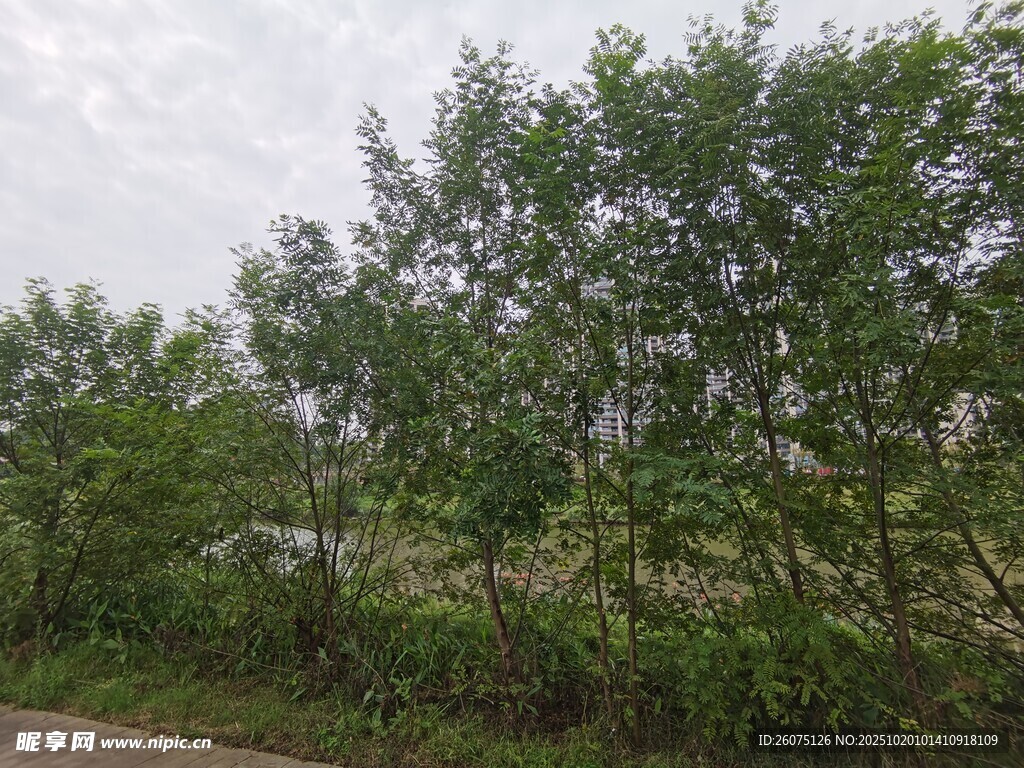 路边葱郁绿植景观