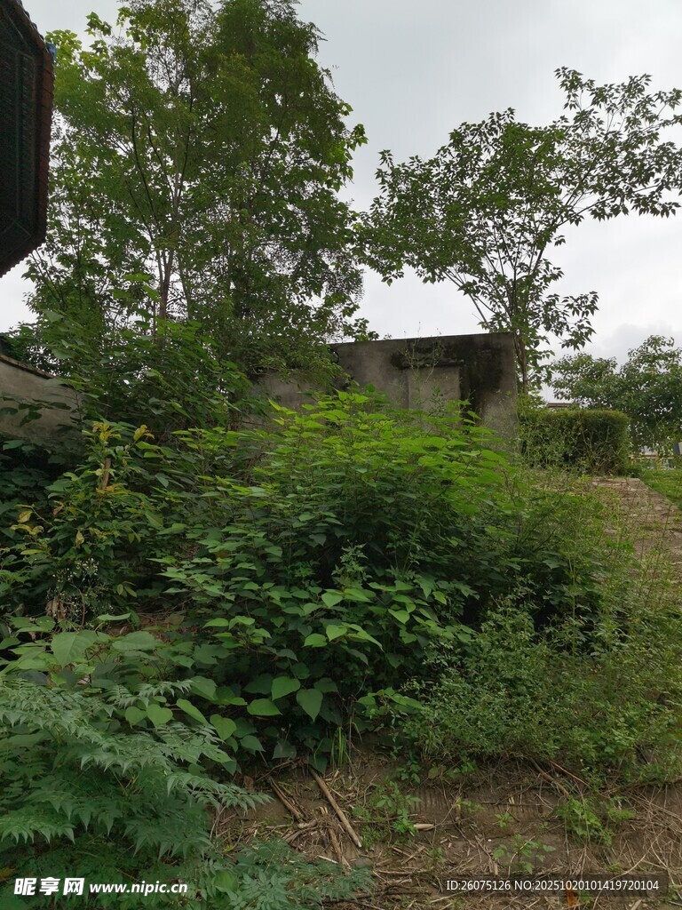 野外繁茂绿植与破旧建筑
