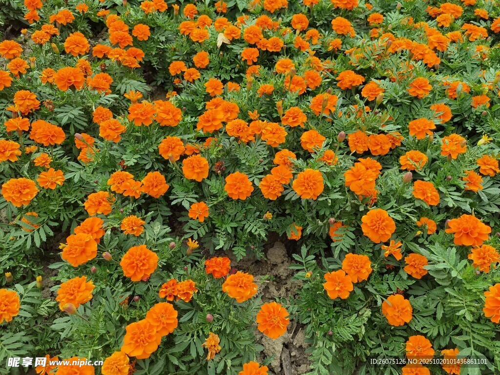 橙色万寿菊盛放的花田