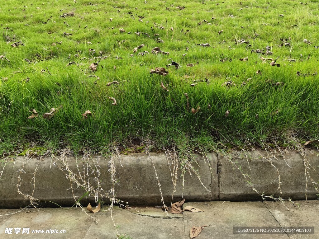 路边翠绿草坪与砖石边缘