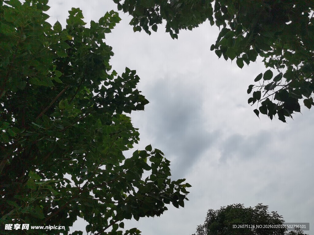 绿树间的天空景致