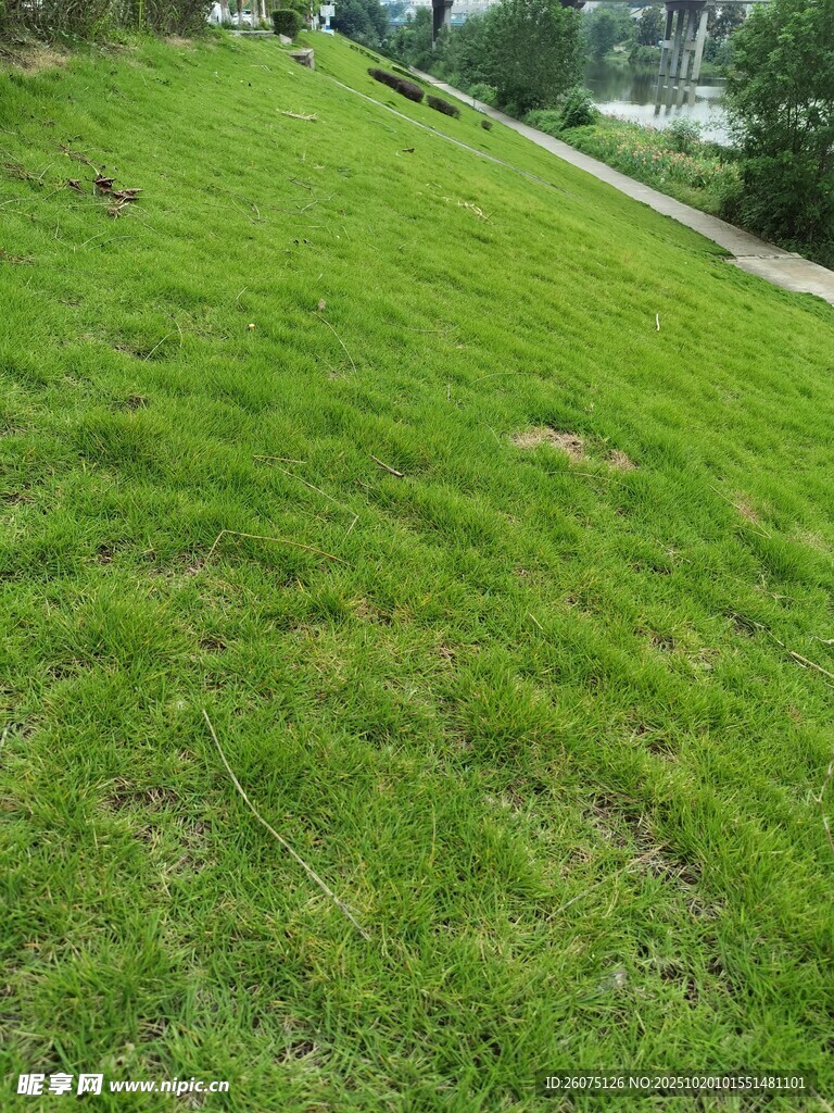翠绿草坪自然清新景致