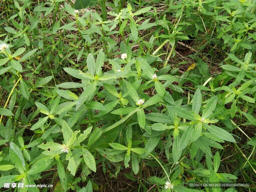 绿色繁茂的野外植物景观