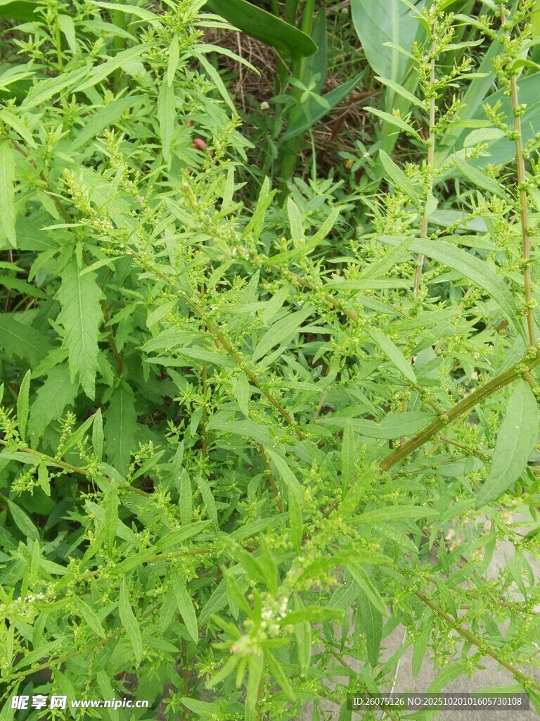 嫩绿植物枝叶特写