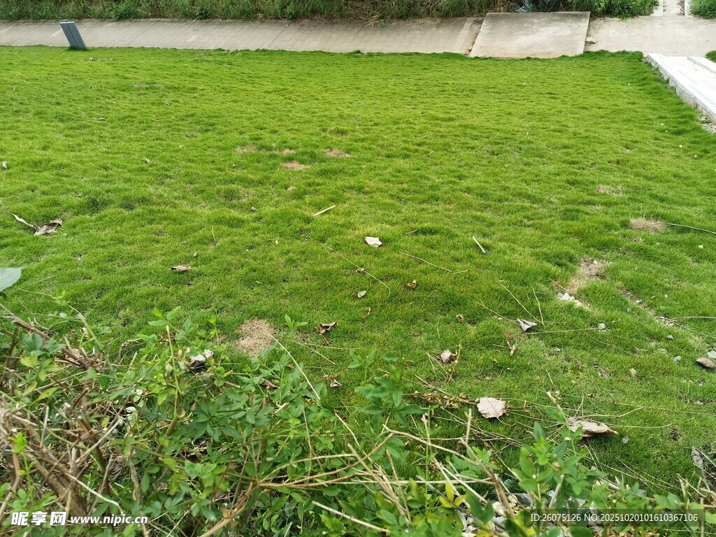 翠绿草坪生机盎然一角