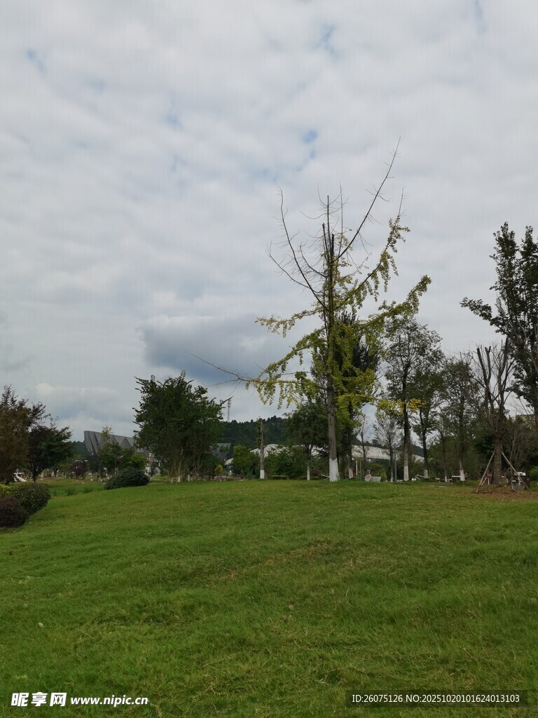绿意盎然的户外草地风景