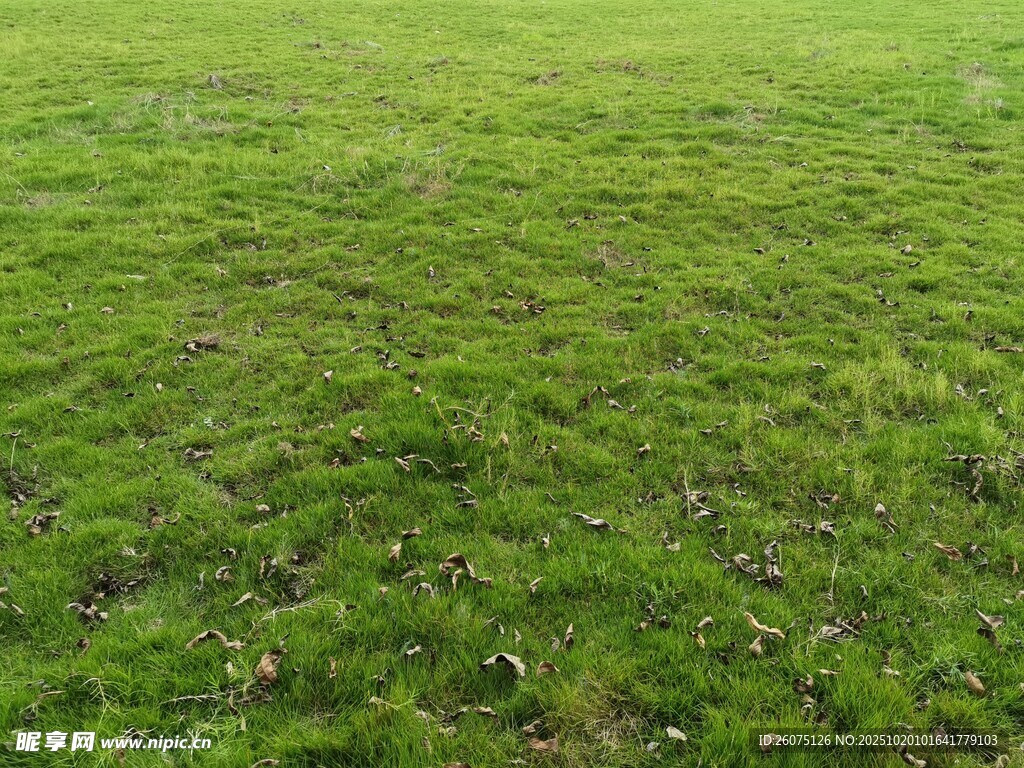 翠绿广阔的青青草地