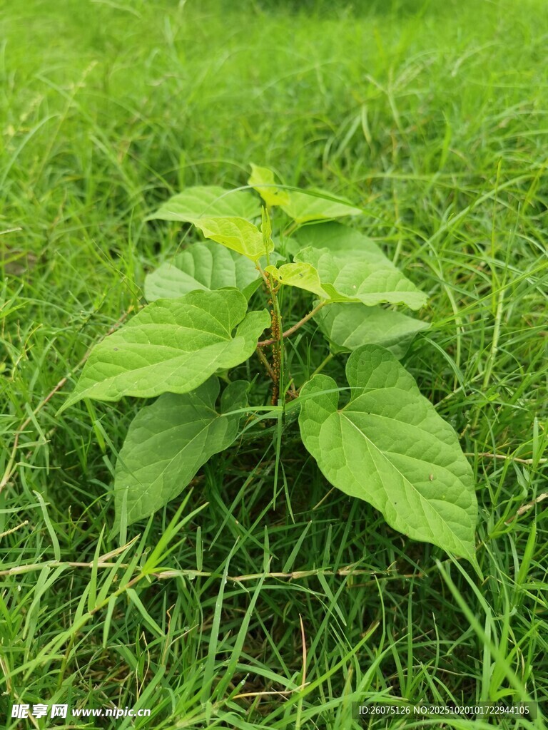 草地上的嫩绿植物