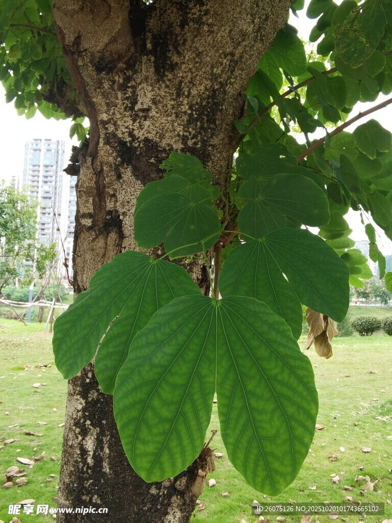 树干上的翠绿叶片