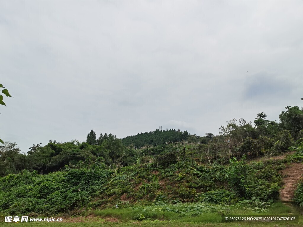 绿意盎然的山野风光