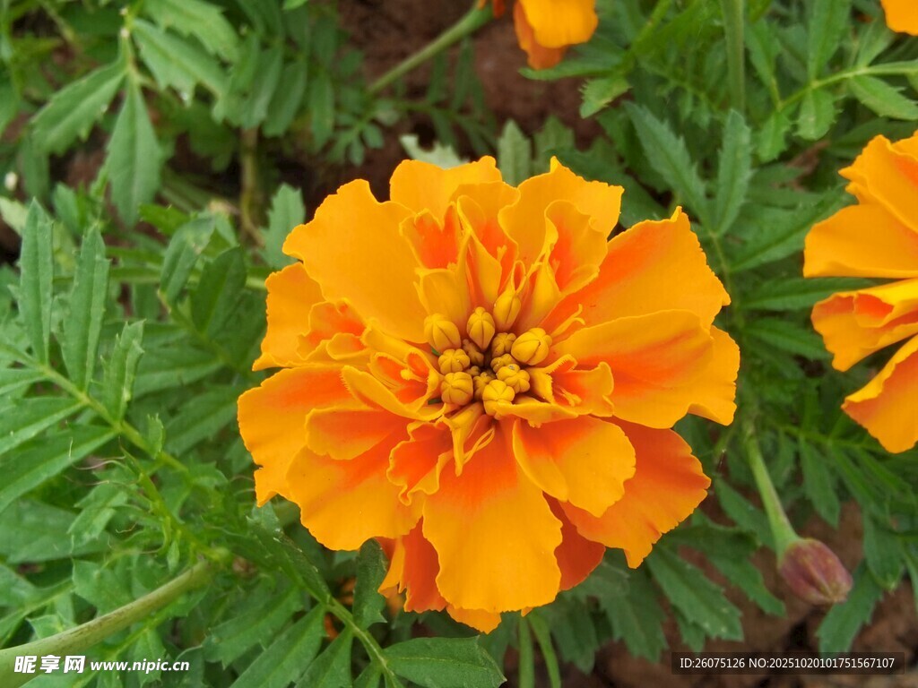 橙色万寿菊绽放