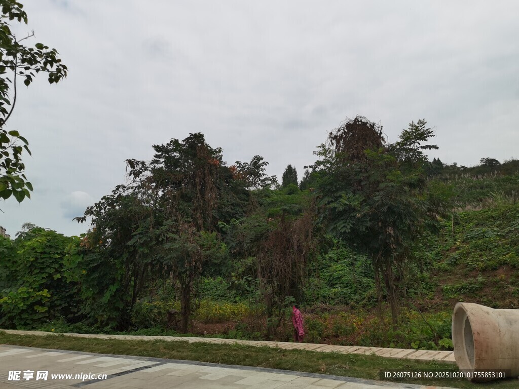 户外路旁绿植景观