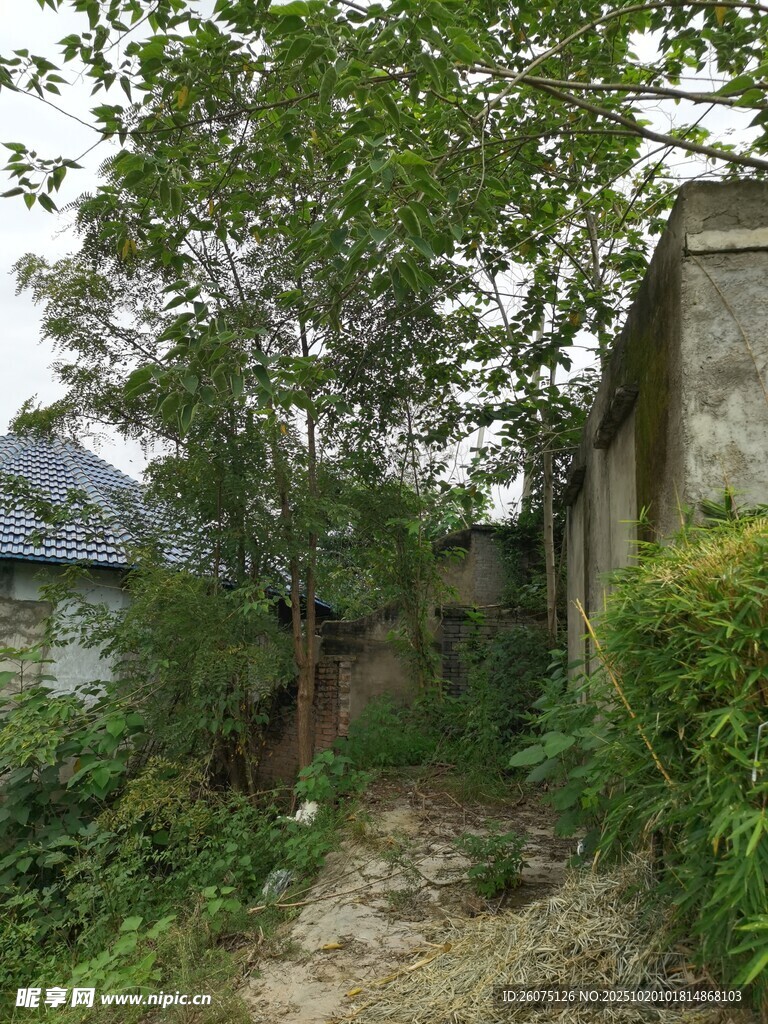 荒废小院杂草树木环绕