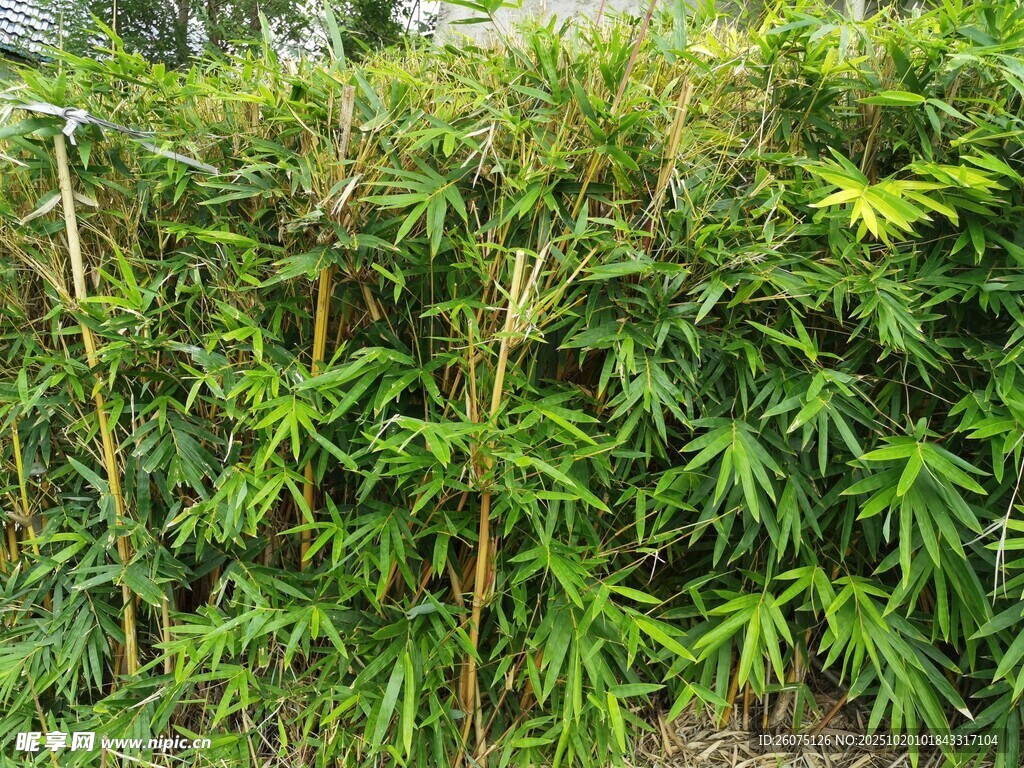 茂密竹林景观