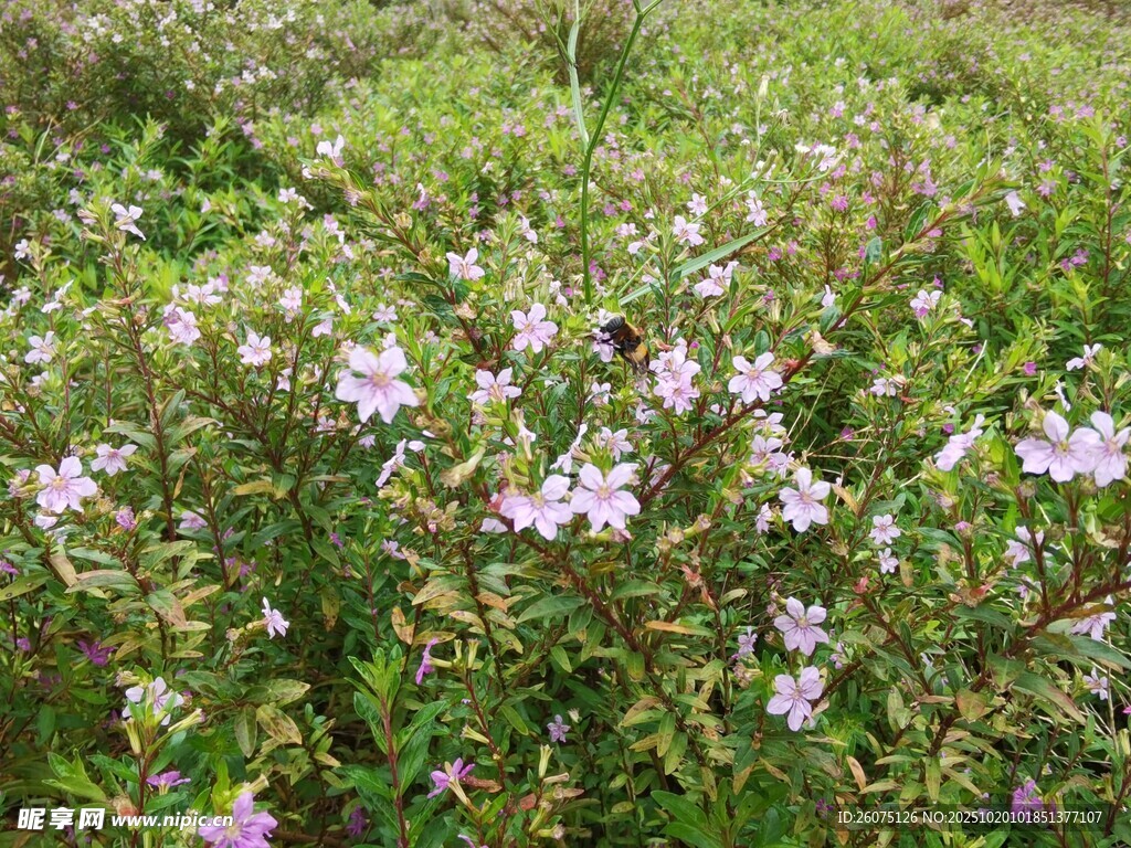 野外绽放的紫色小花