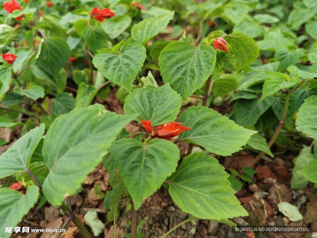 绿叶间的红色花朵绽放