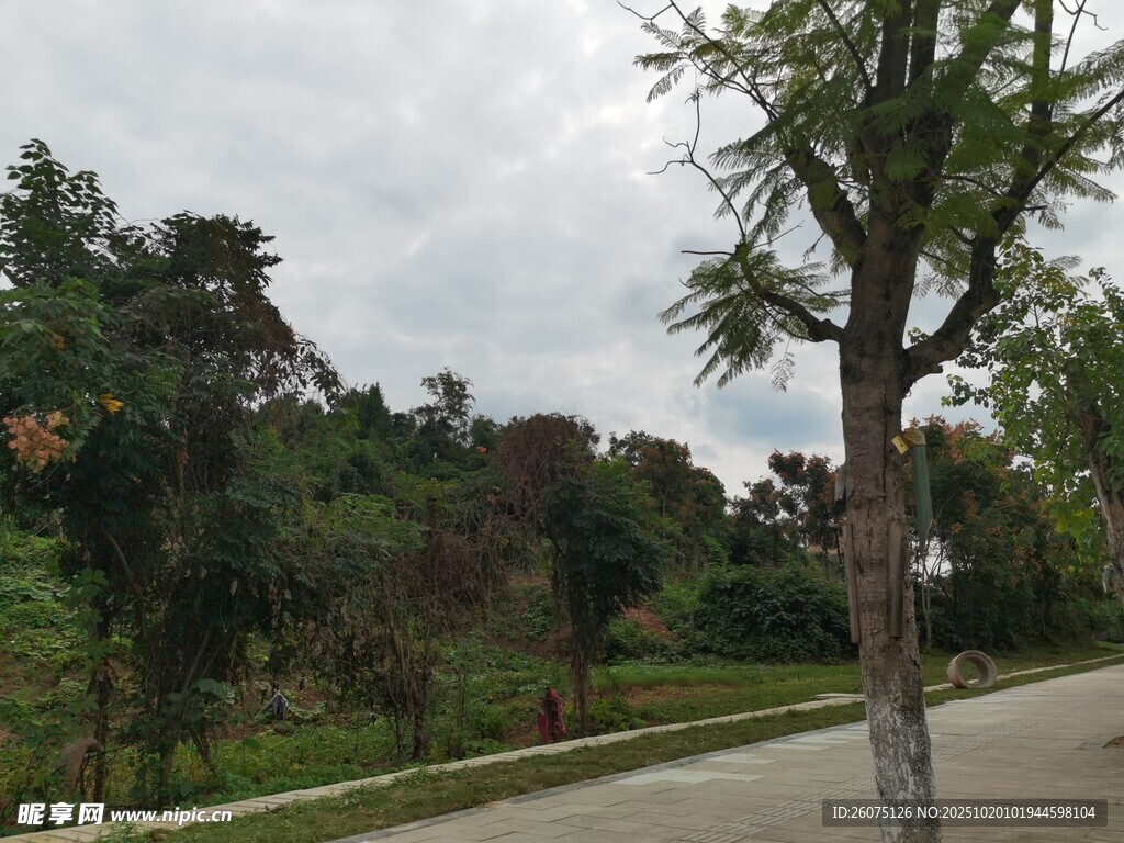 路边绿树成荫的自然景致