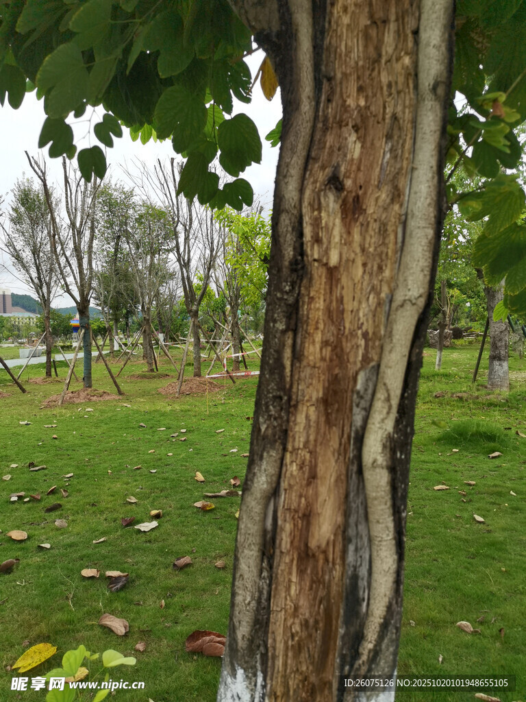 林间树木与草地的自然景致