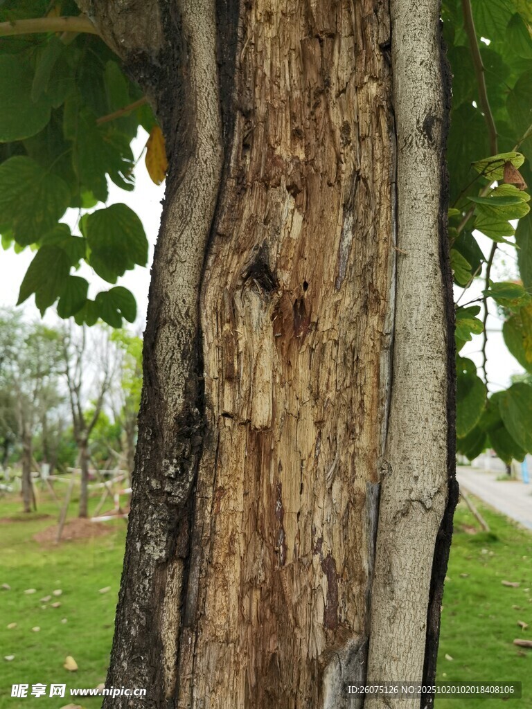 树干特写纹理清晰可见