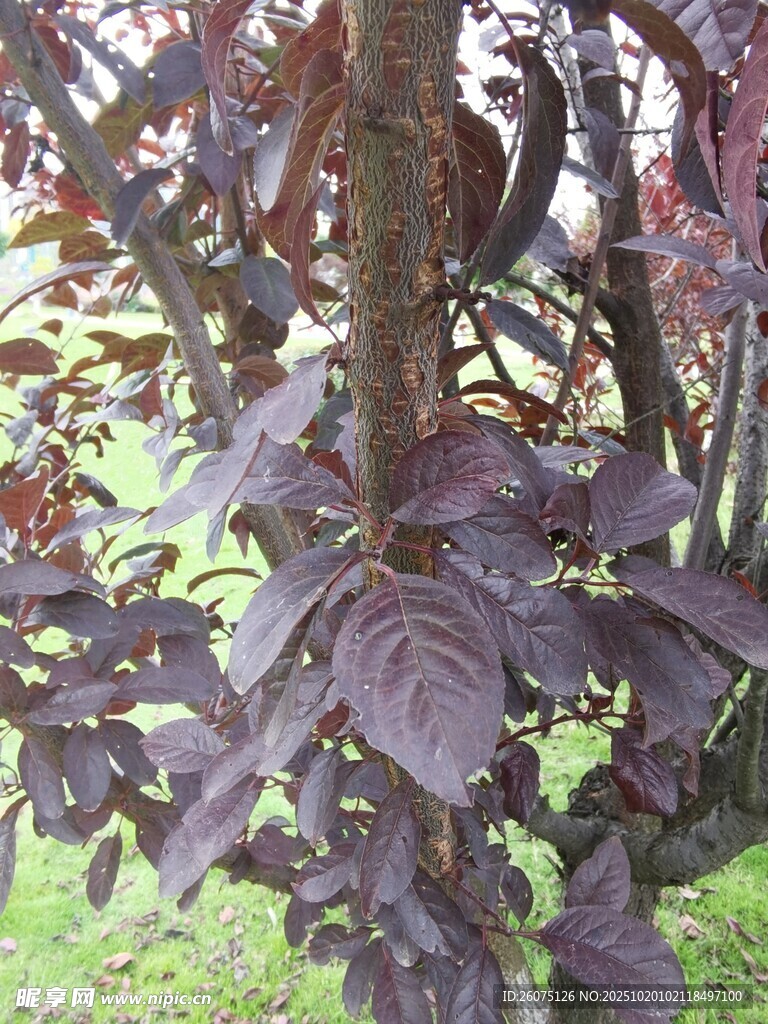 紫叶植物特写