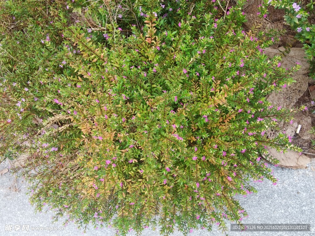 地面绿植特写