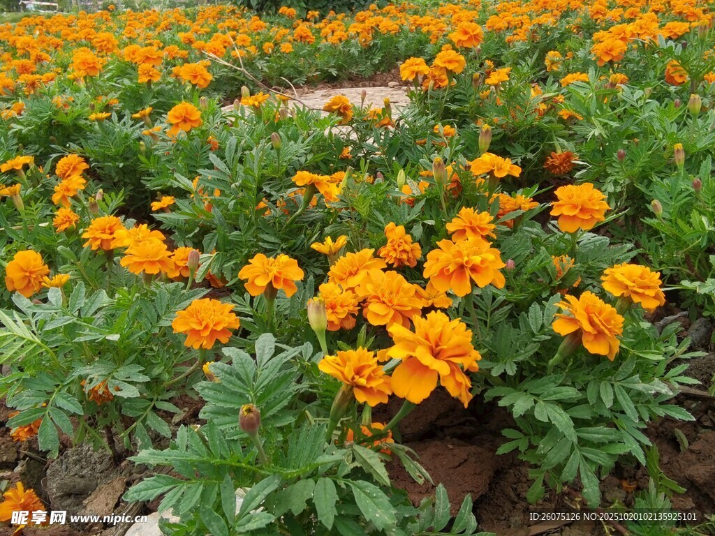 绚烂万寿菊盛放花田