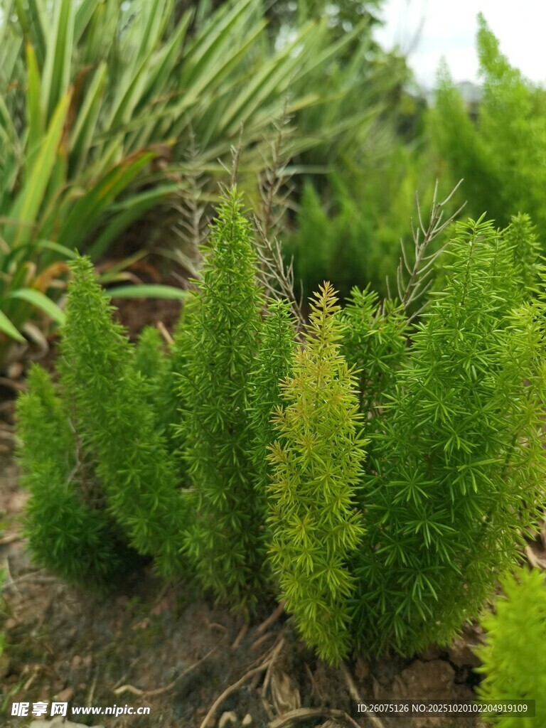 翠绿丛生的小型针叶植物