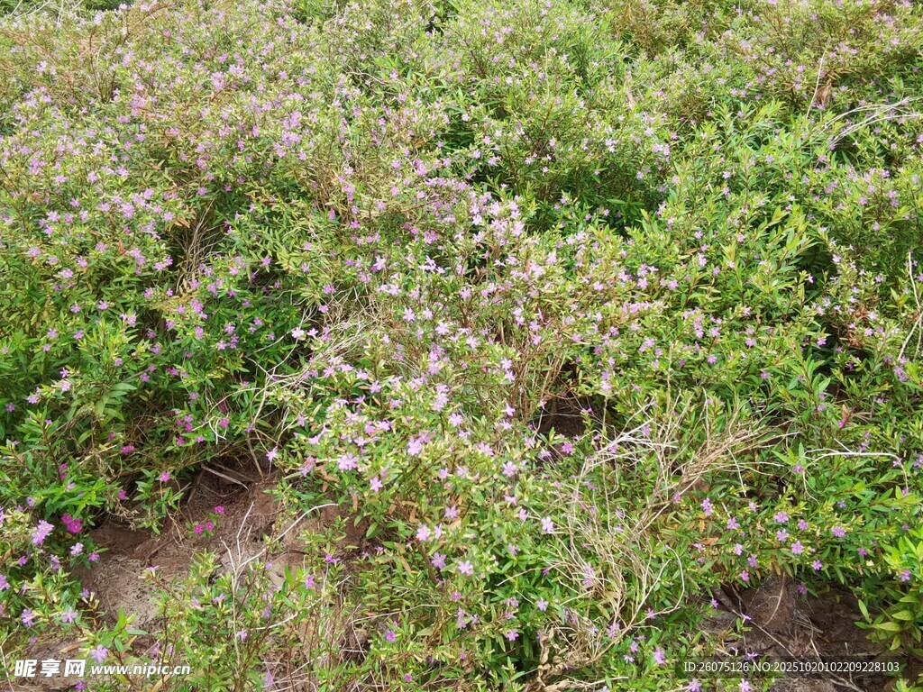 野外丛生的绿色植物
