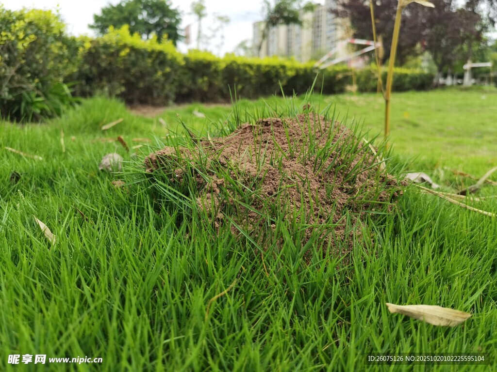 草坪中的低矮植物景观