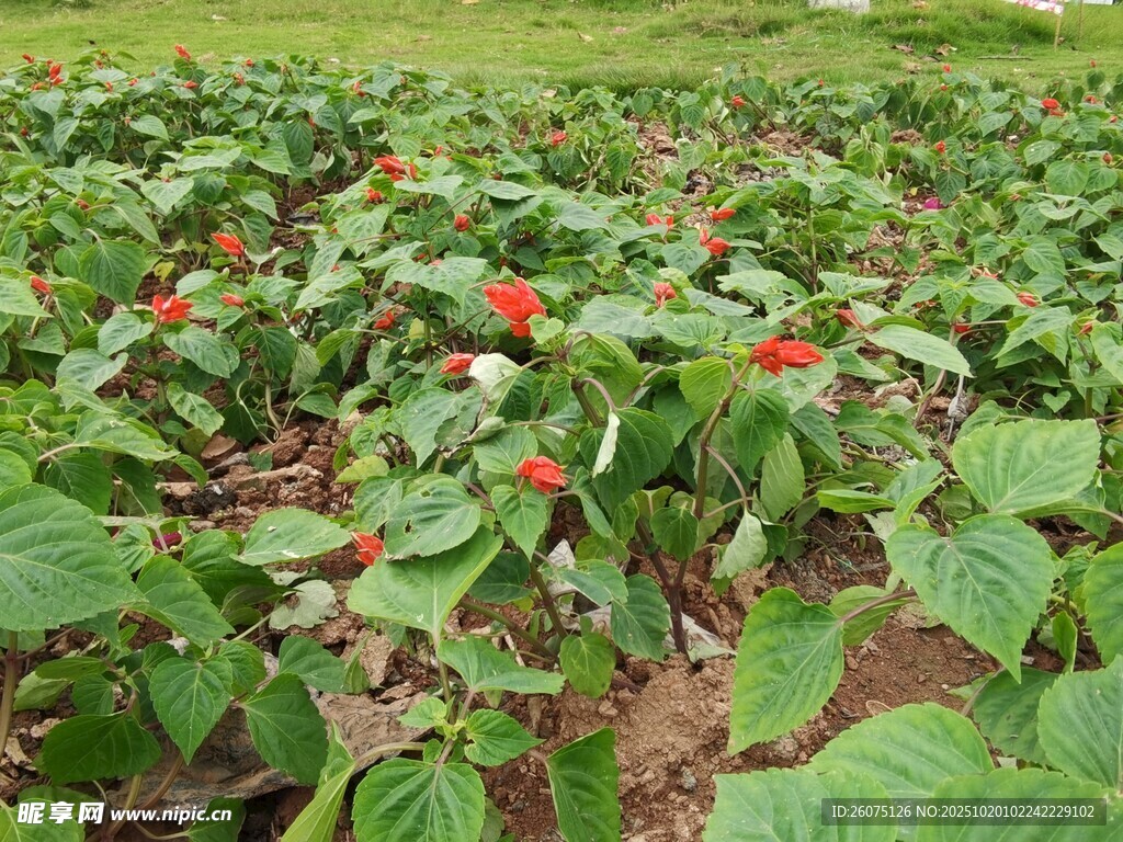 田间辣椒植株绿意盎然