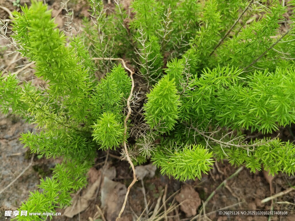 嫩绿丛生植物特写