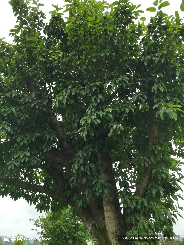 茂盛大树展现蓬勃生机