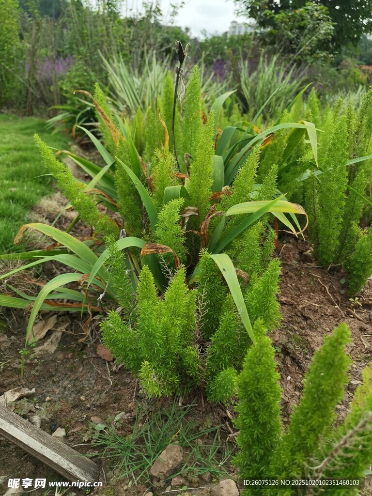 翠绿茂盛的户外绿植景观