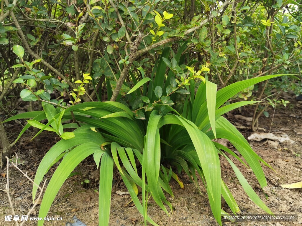 绿叶黄花的野生植物