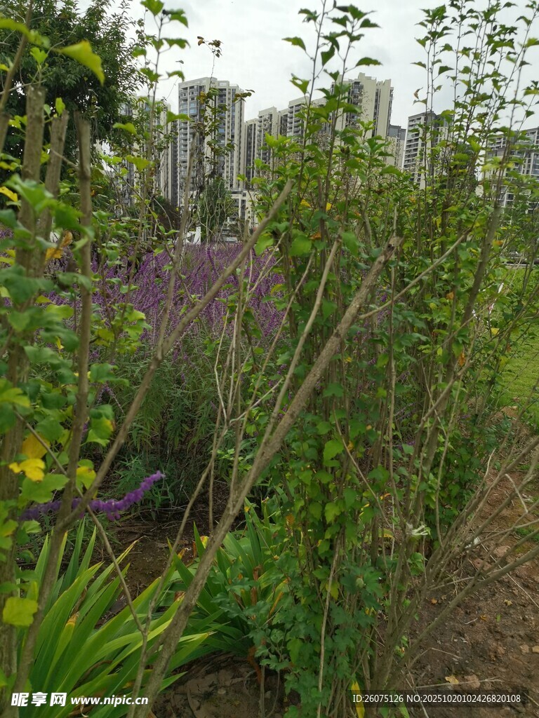 花园绿植景观