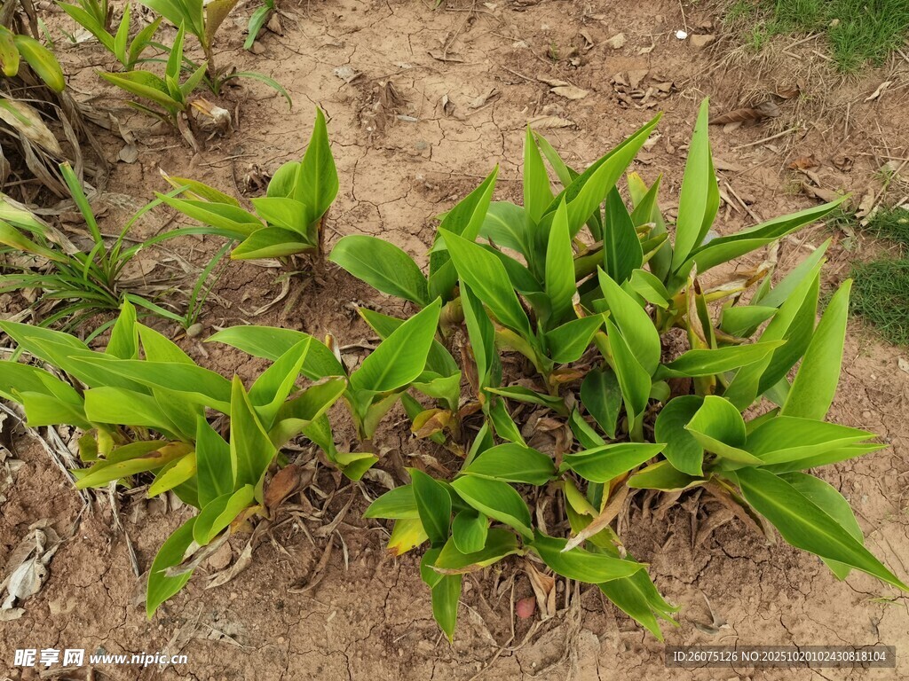 翠绿植物生长于泥土之上