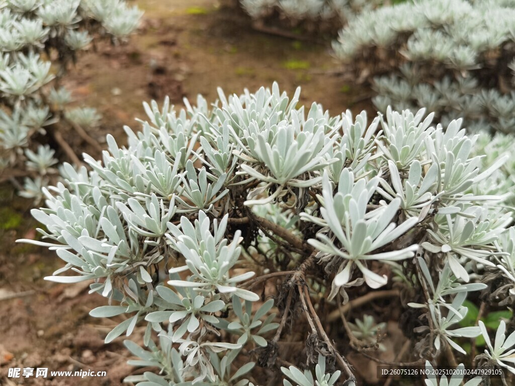 银叶植物特写