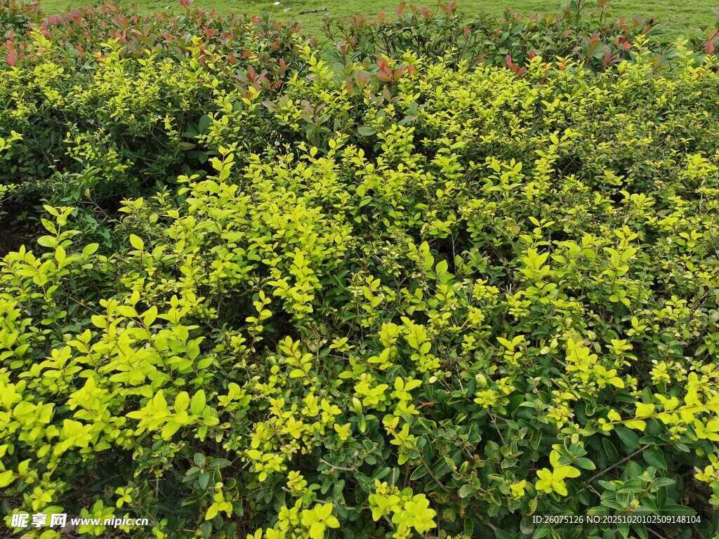翠绿繁茂的黄色植物景观