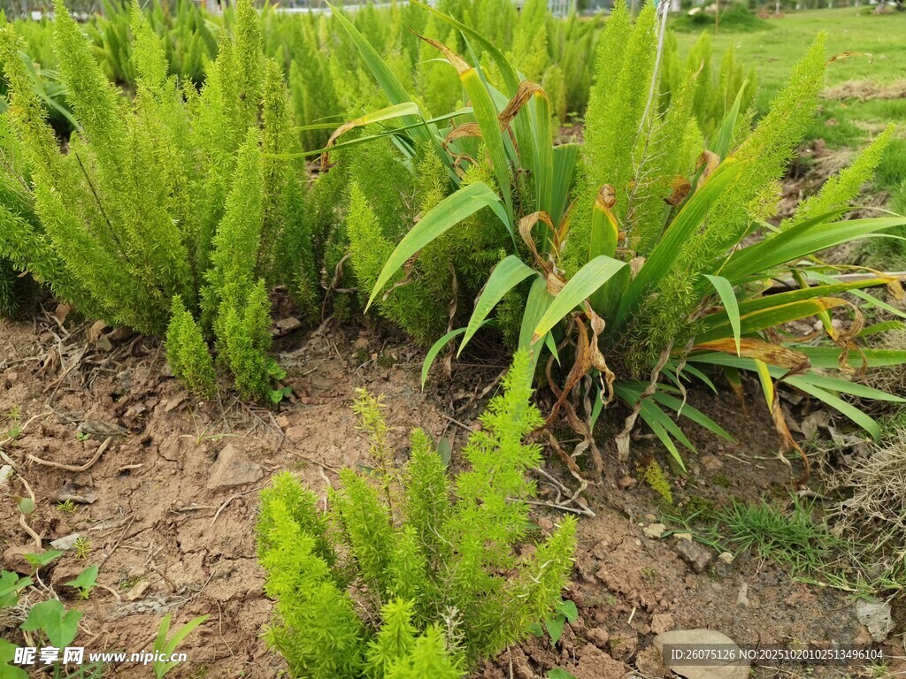 嫩绿植物生长于泥土间