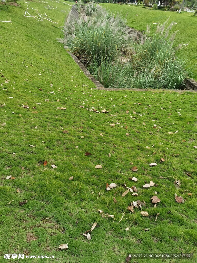 绿意盎然的草地景观
